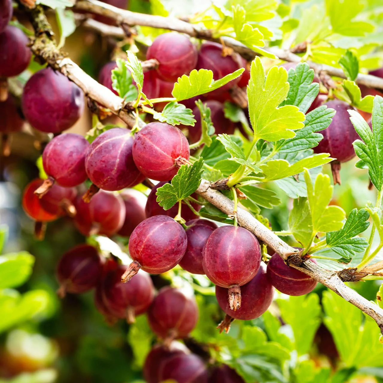 Agris rosu fara spini – Ribes uva-crispa 'Captivator’