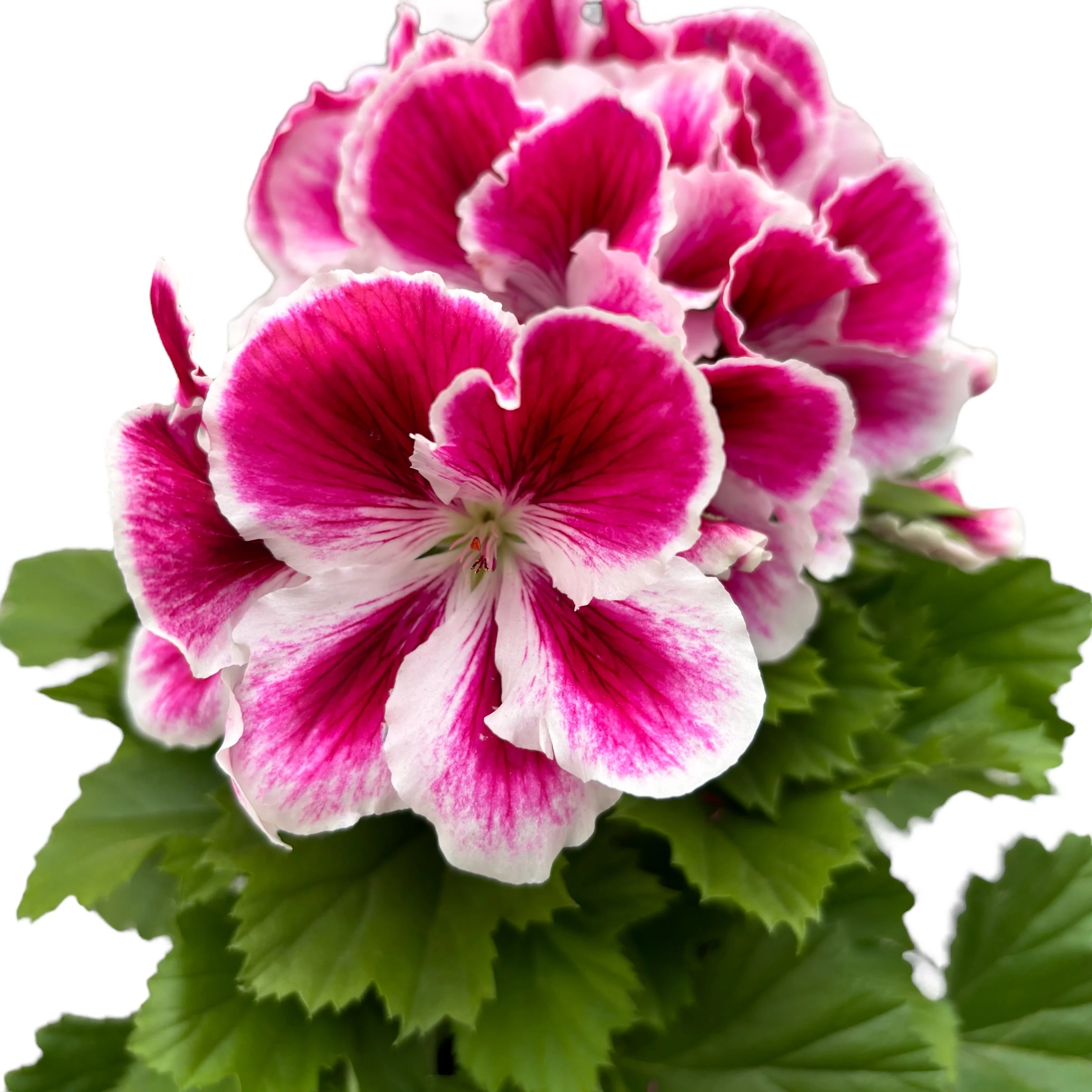 Pelargonium grandiflorum 'Bravo’ (muscate englezesti)