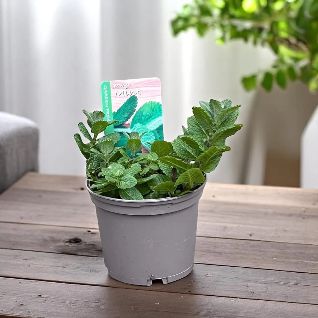 Menta – Mentha suaveolens (Apple Mint, Izma Turceasca)