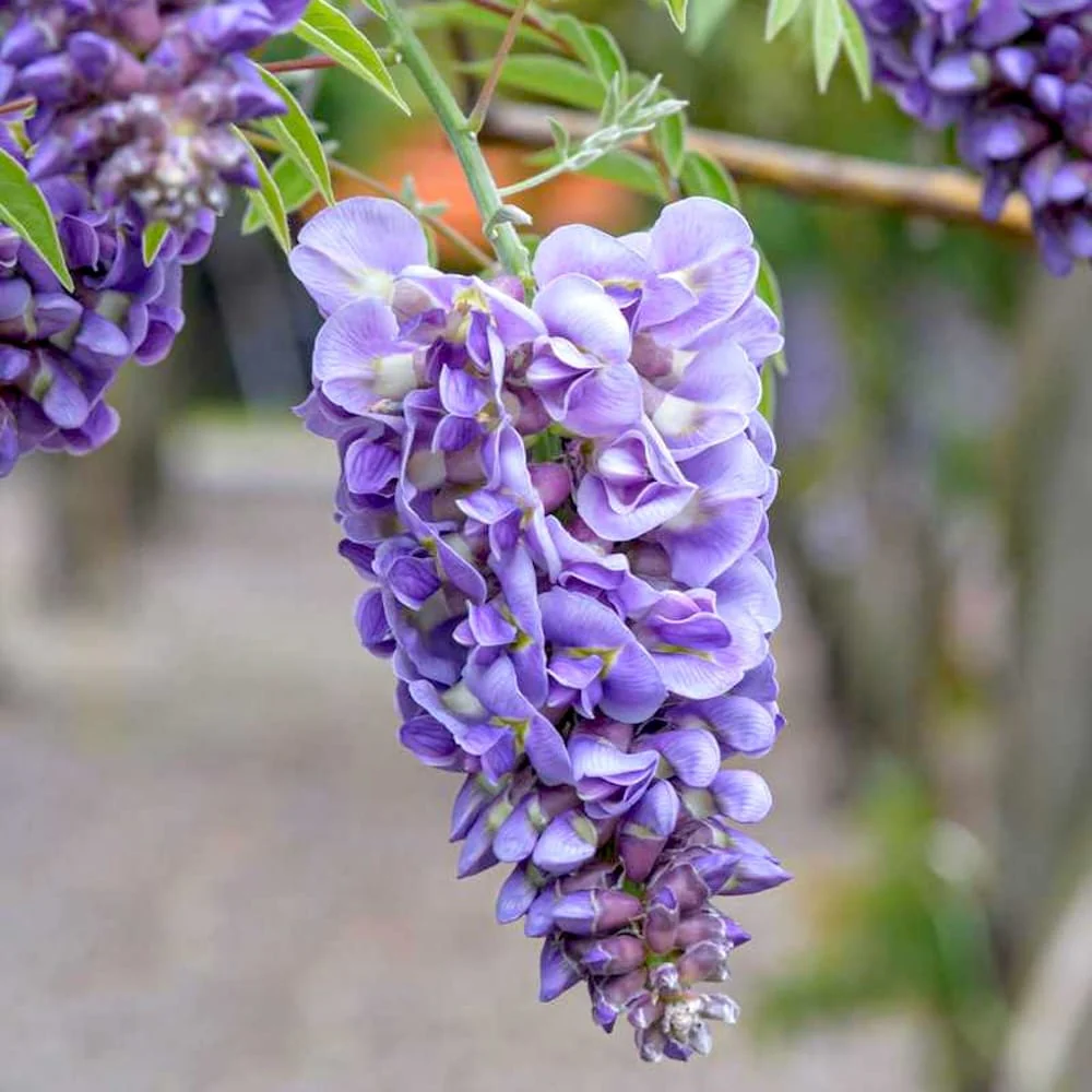 Glicina cu inflorire timpurie – Wisteria frutescens 'Amethyst Falls’