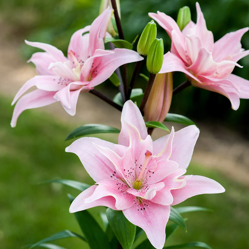 Bulbi de crini cu flori duble – Lilium Elodie (2 bulbi)