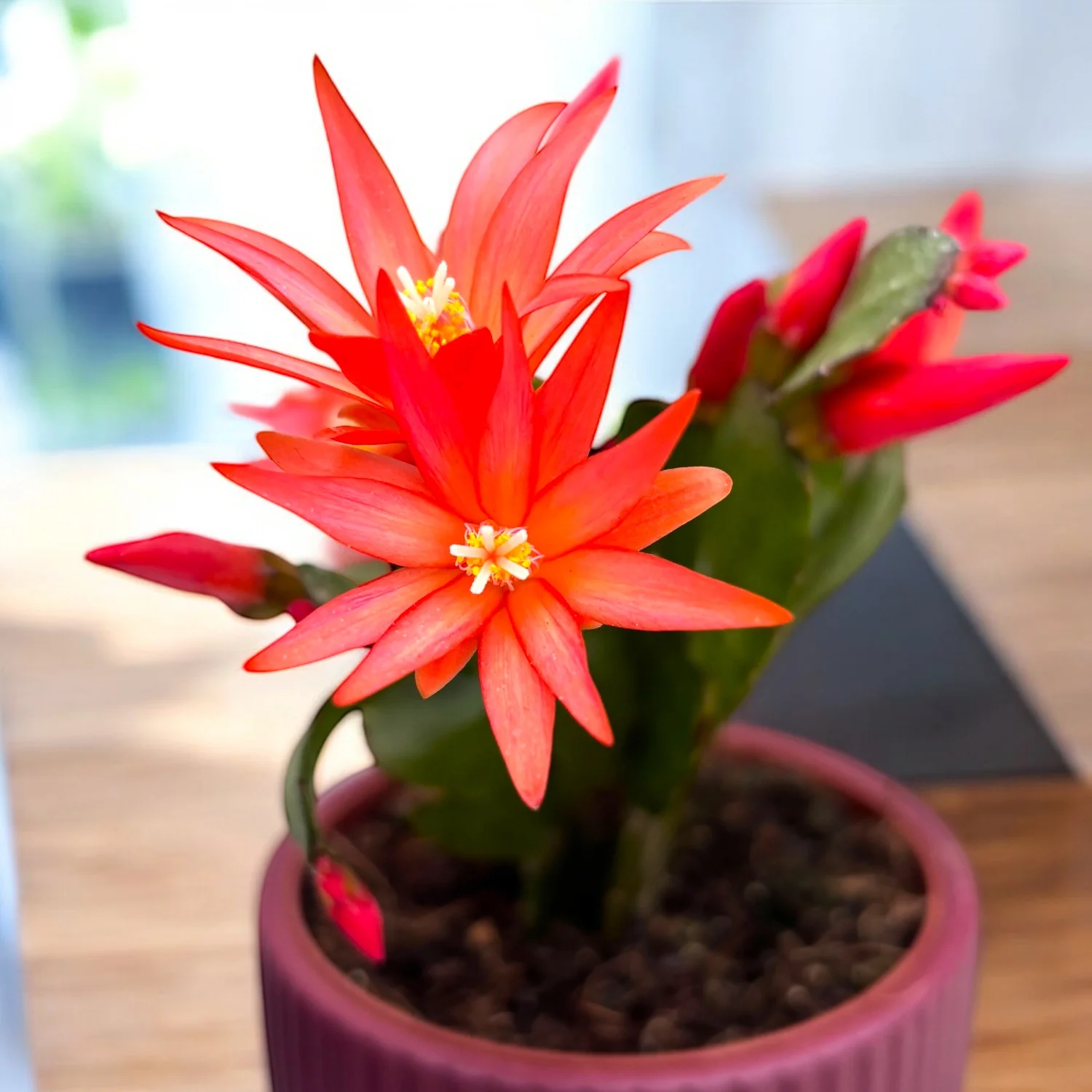 Rhipsalidopsis ‘Colombia’ (floarea pastelui)