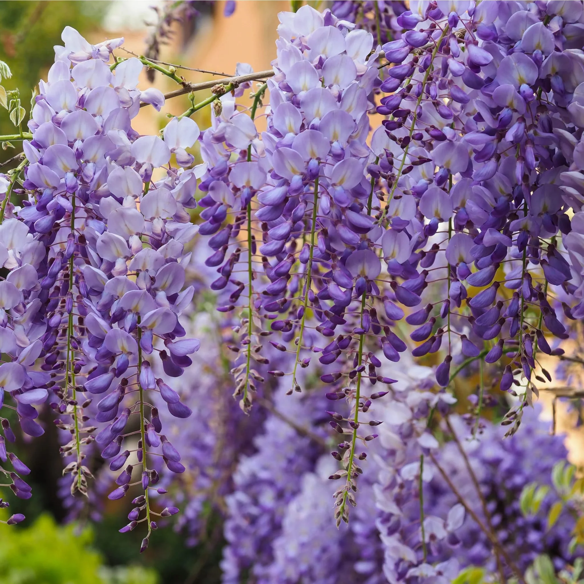 Glicina mov productiva – Wisteria sinensis 'Prolific’ (flori parfumate)