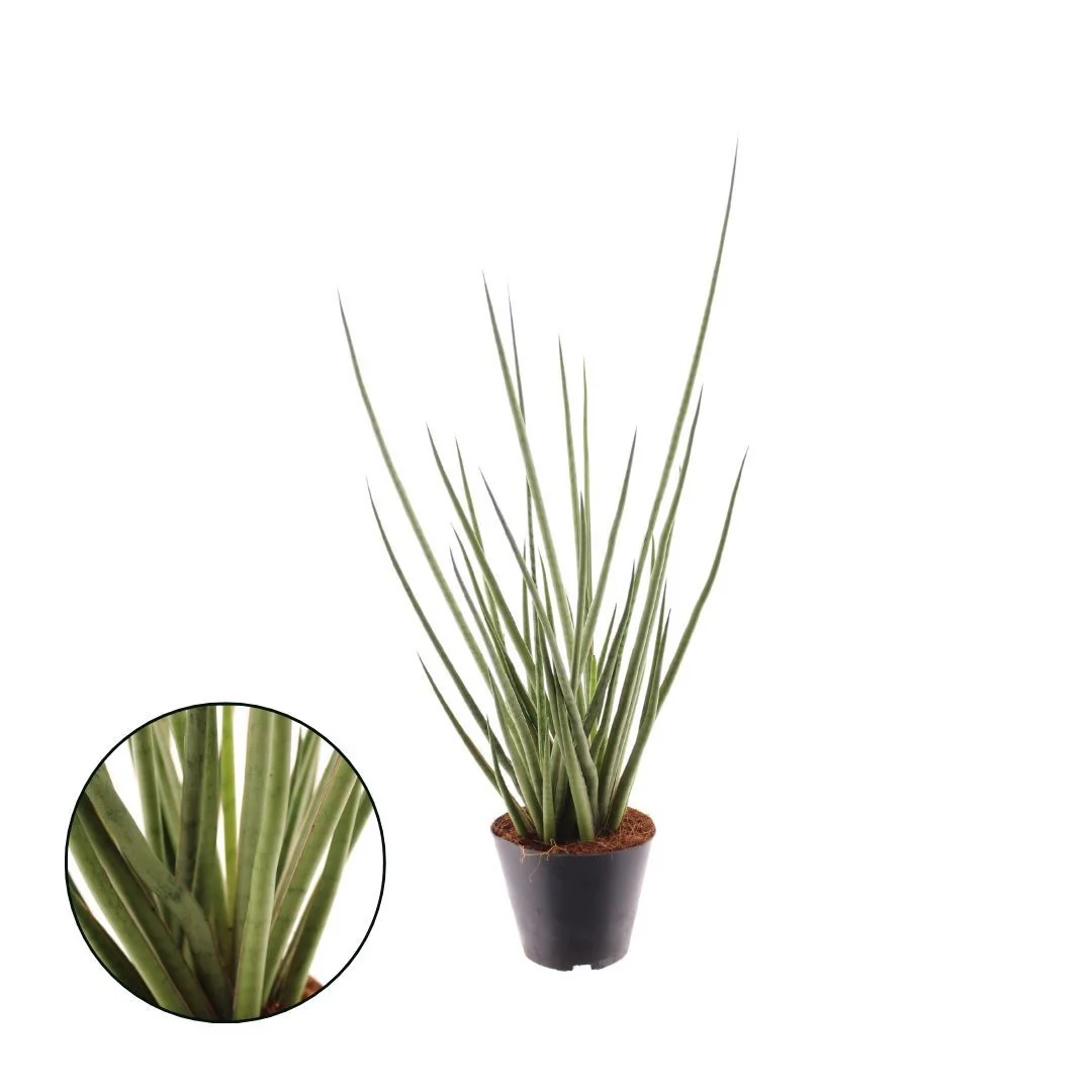 Sansevieria cylindrica 'Medusa’