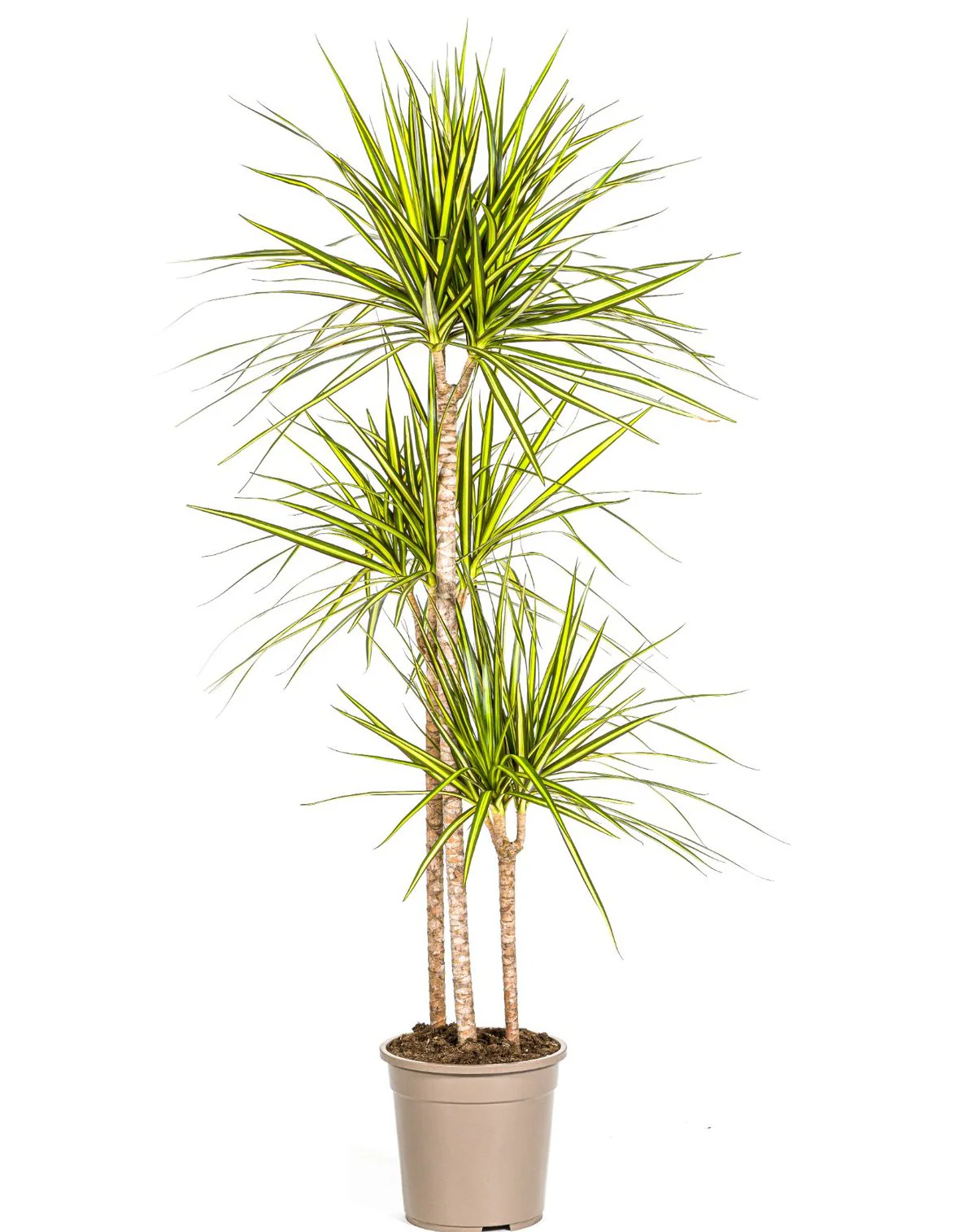 Dracaena marginata 'Sunray’ 3 tulpini