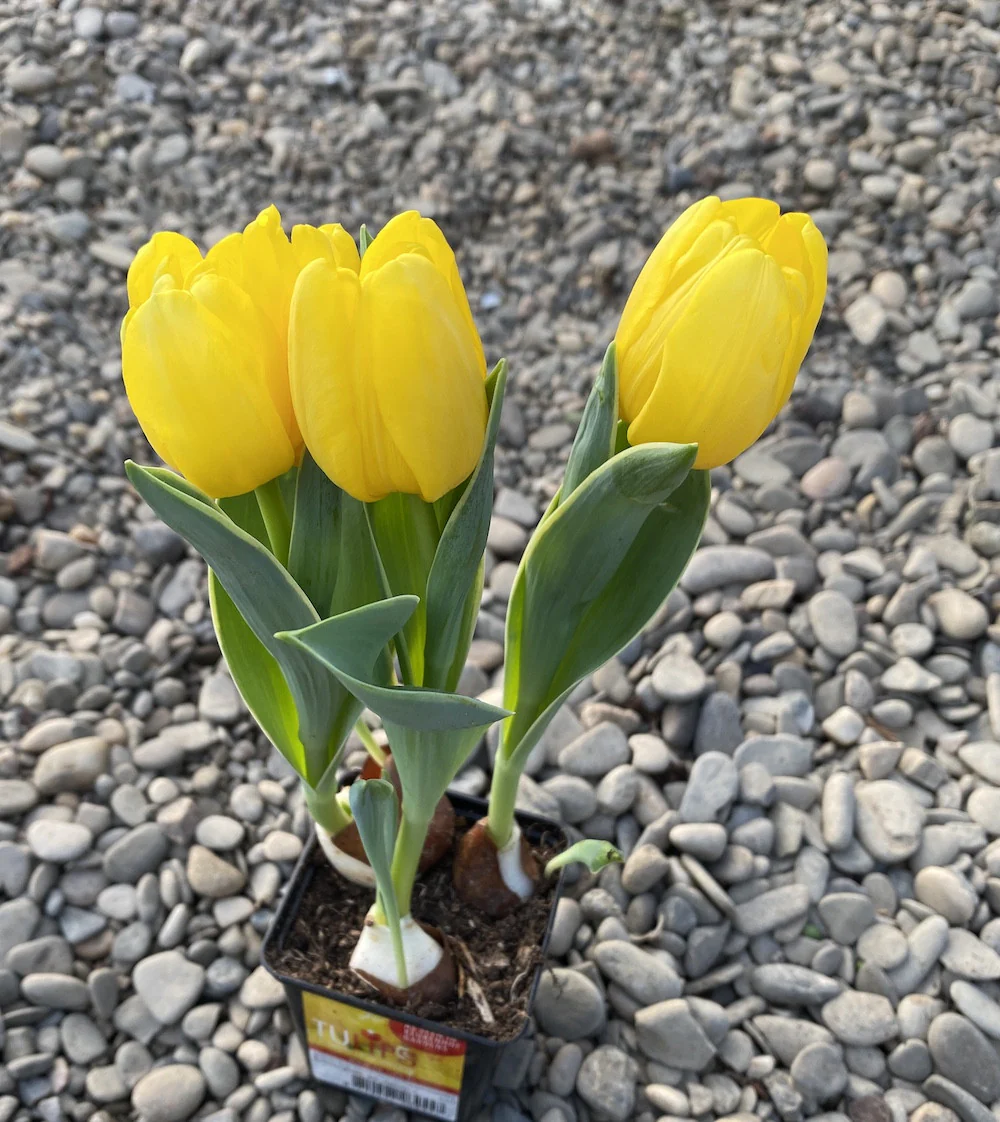Bulbi de lalele cu flori galbene duble in ghiveci (Tulip Flaming Baby)