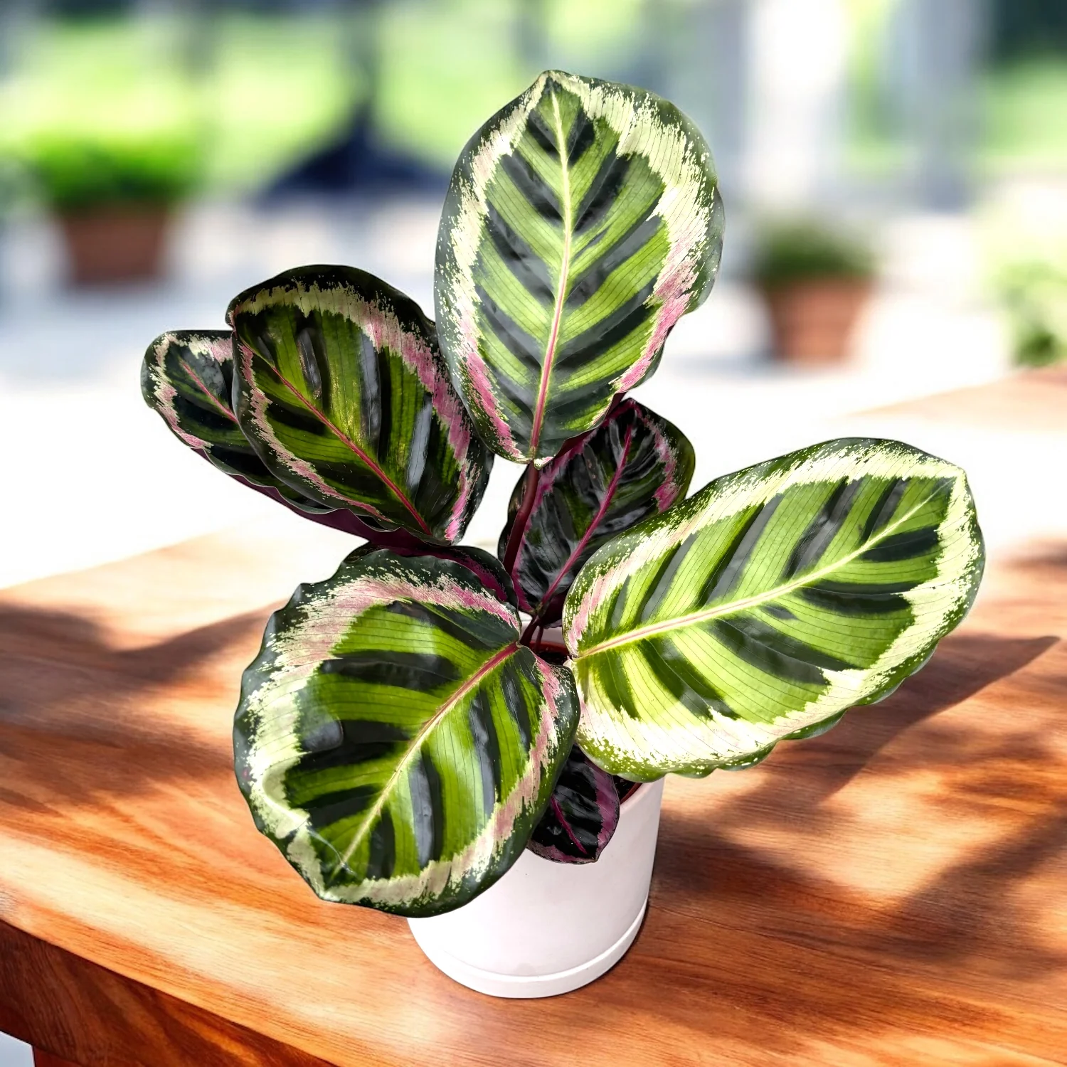 Calathea (Goeppertia) roseopicta ‘Angela’ – frunze elegante