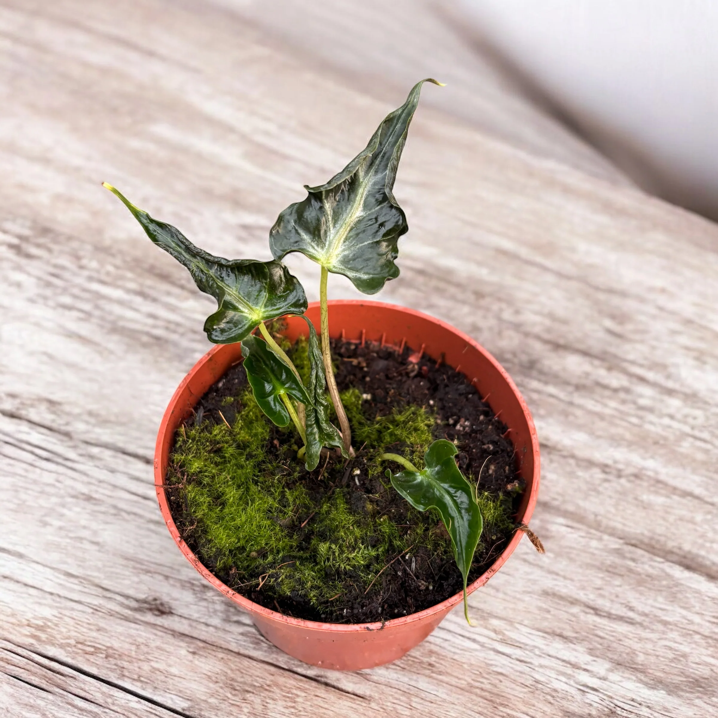 Alocasia 'Loco’