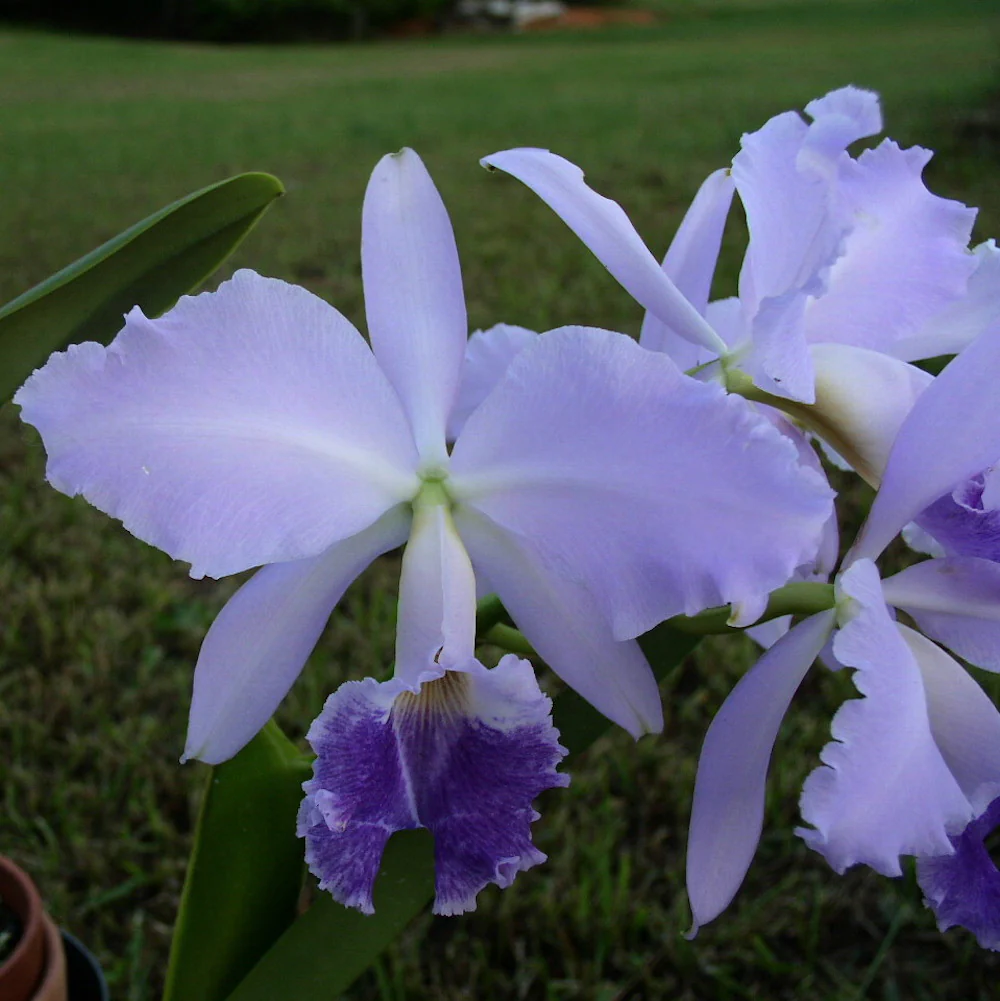 Cattleya labiata var. coerulea *parfumata
