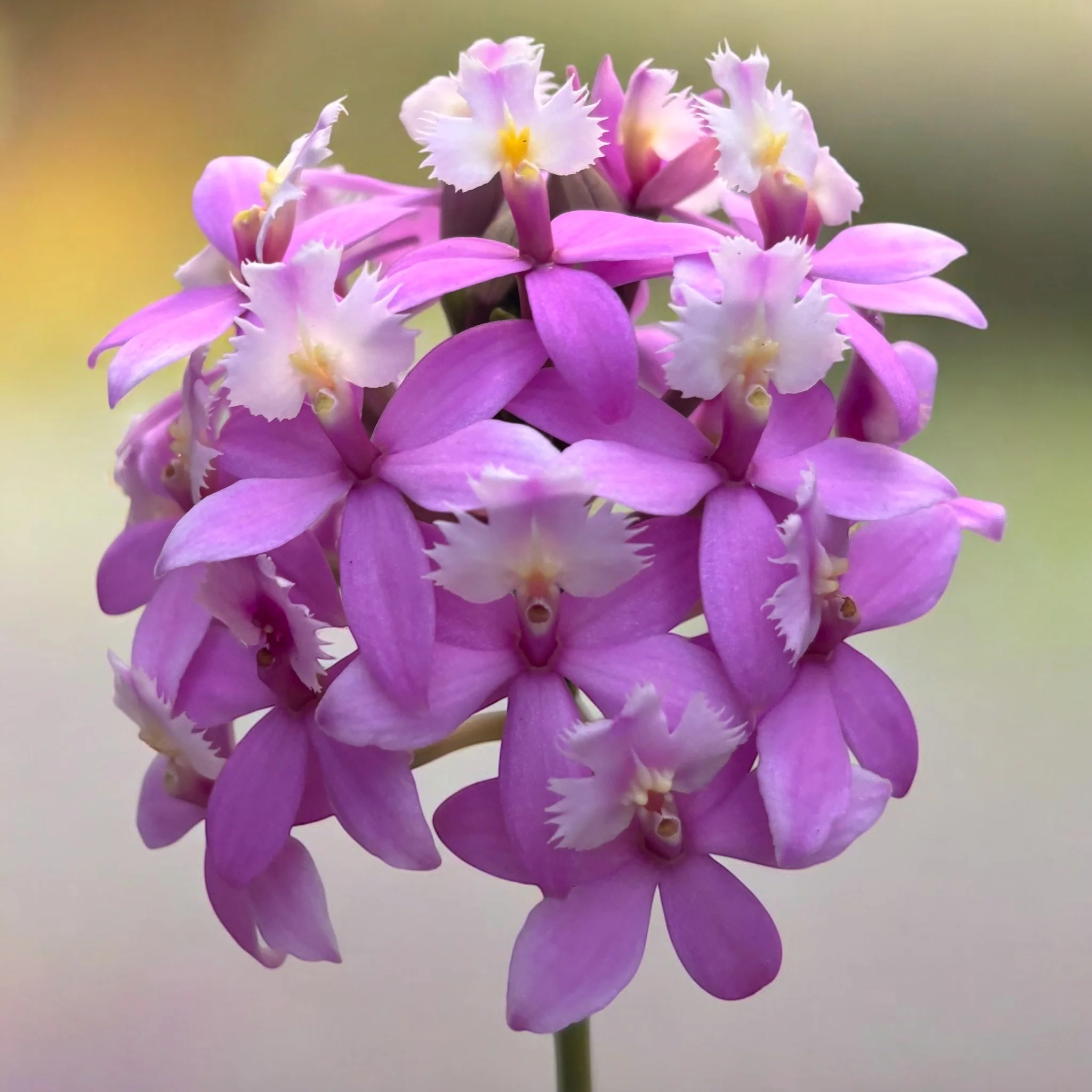Epidendrum radicans 'Dark Pink’ XL