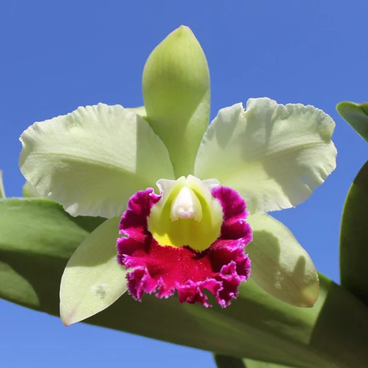 Orhidee Rlc. Pathum Green – parfumata