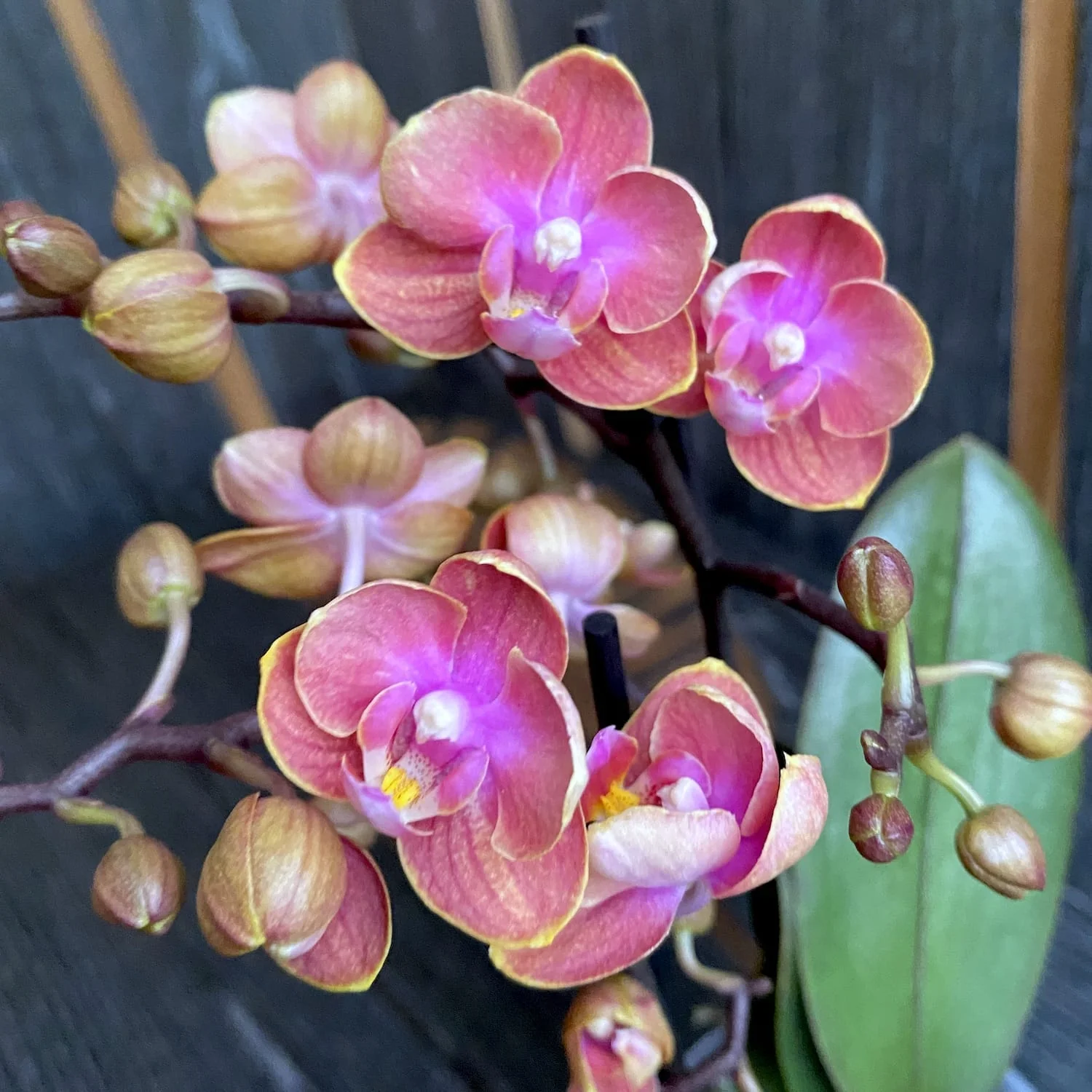 Phalaenopsis Dusty Belle peloric – flori parfumate DB02