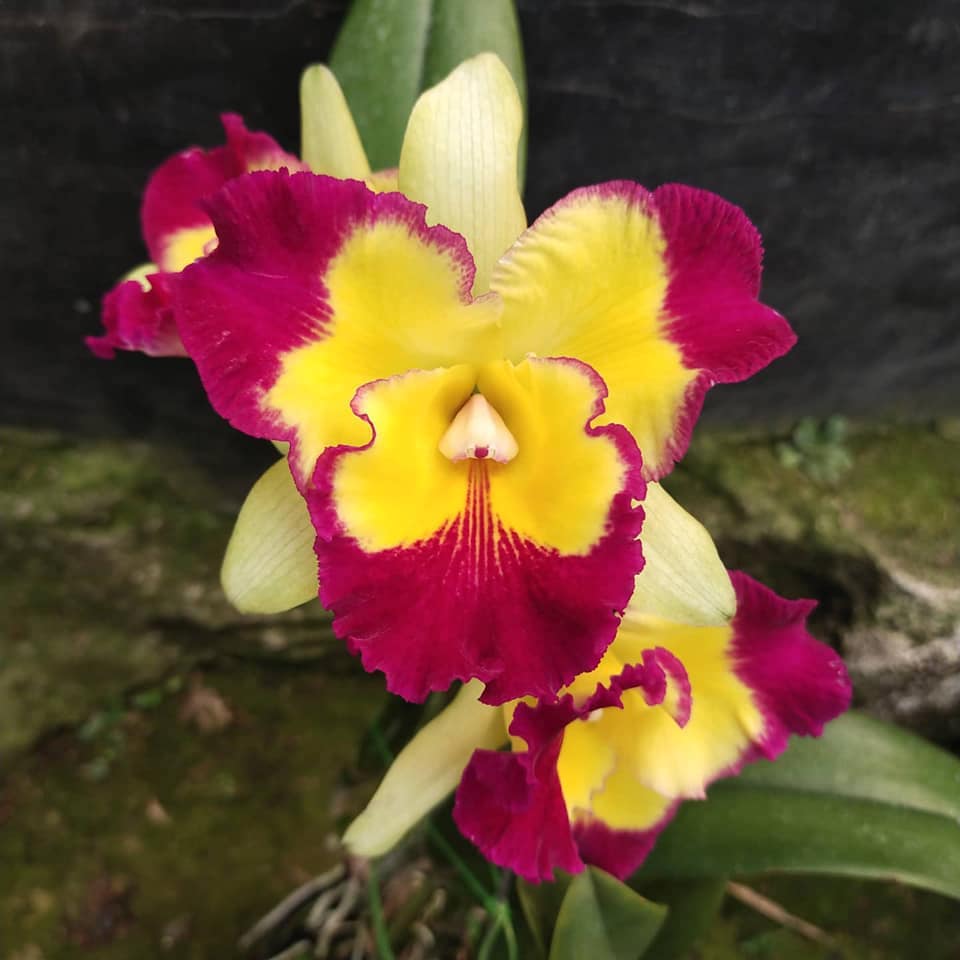 Rlc. Taiwan Fantasy *flori parfumate