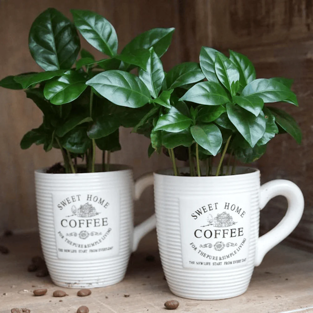 Arborele de cafea in cana de cafea – Coffea arabica