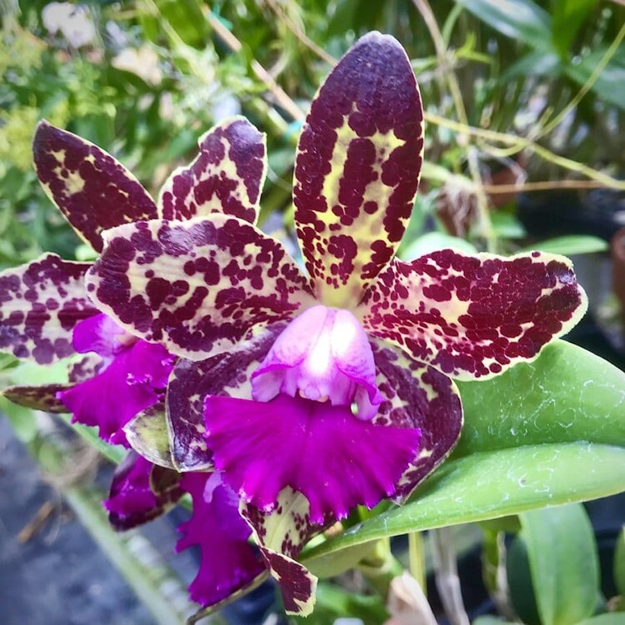 Rlc. Yuan Dung Python 'Gold Medal’ *parfumata