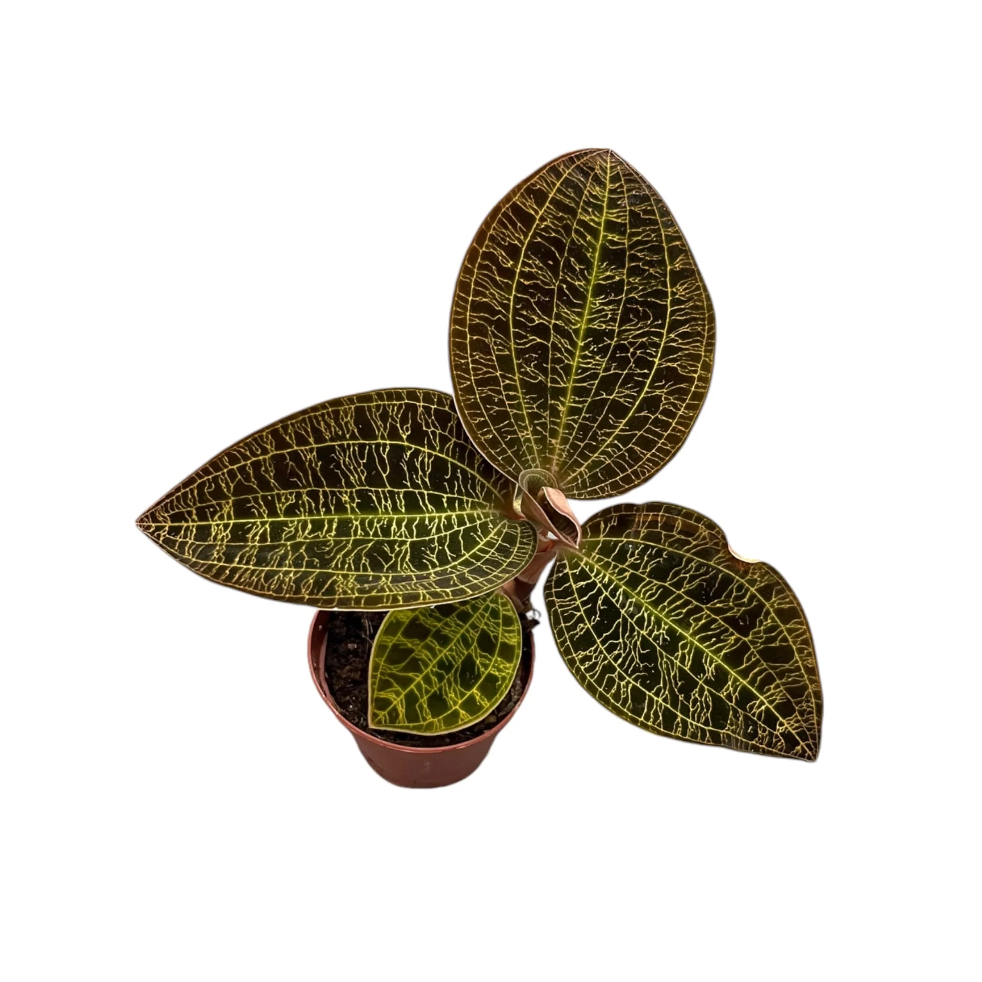 Macodes petola 'Gold’ (Jewel Orchid)