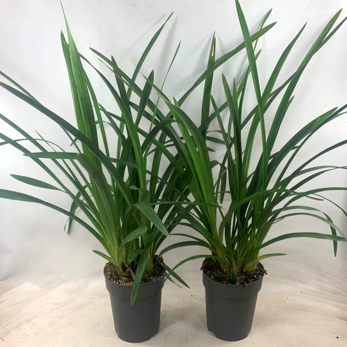 Cymbidium mix fara flori