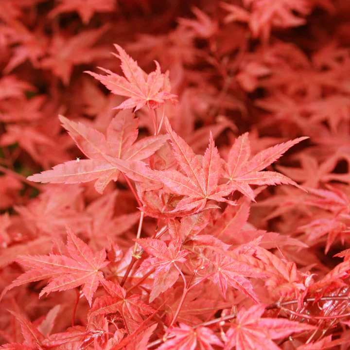 Acer palmatum 'Beni Maiko’ (artar japonez)