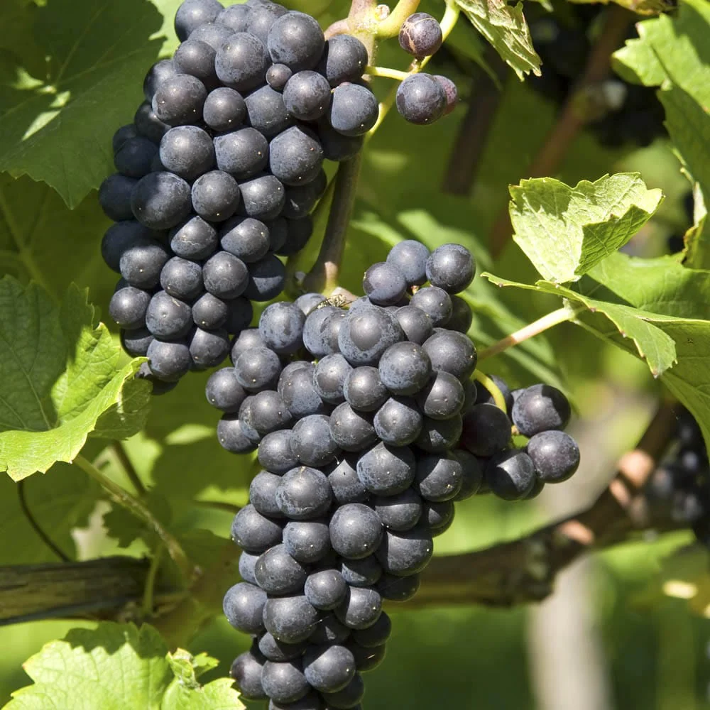 Vita de vie altoita – Vitis vinifera 'Boskoop Glory’