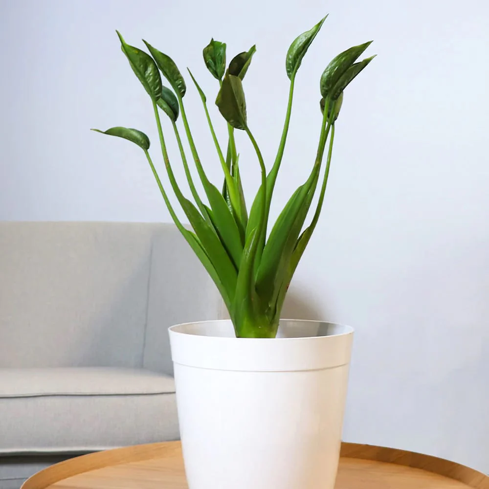 Alocasia 'Tiny Dancer’