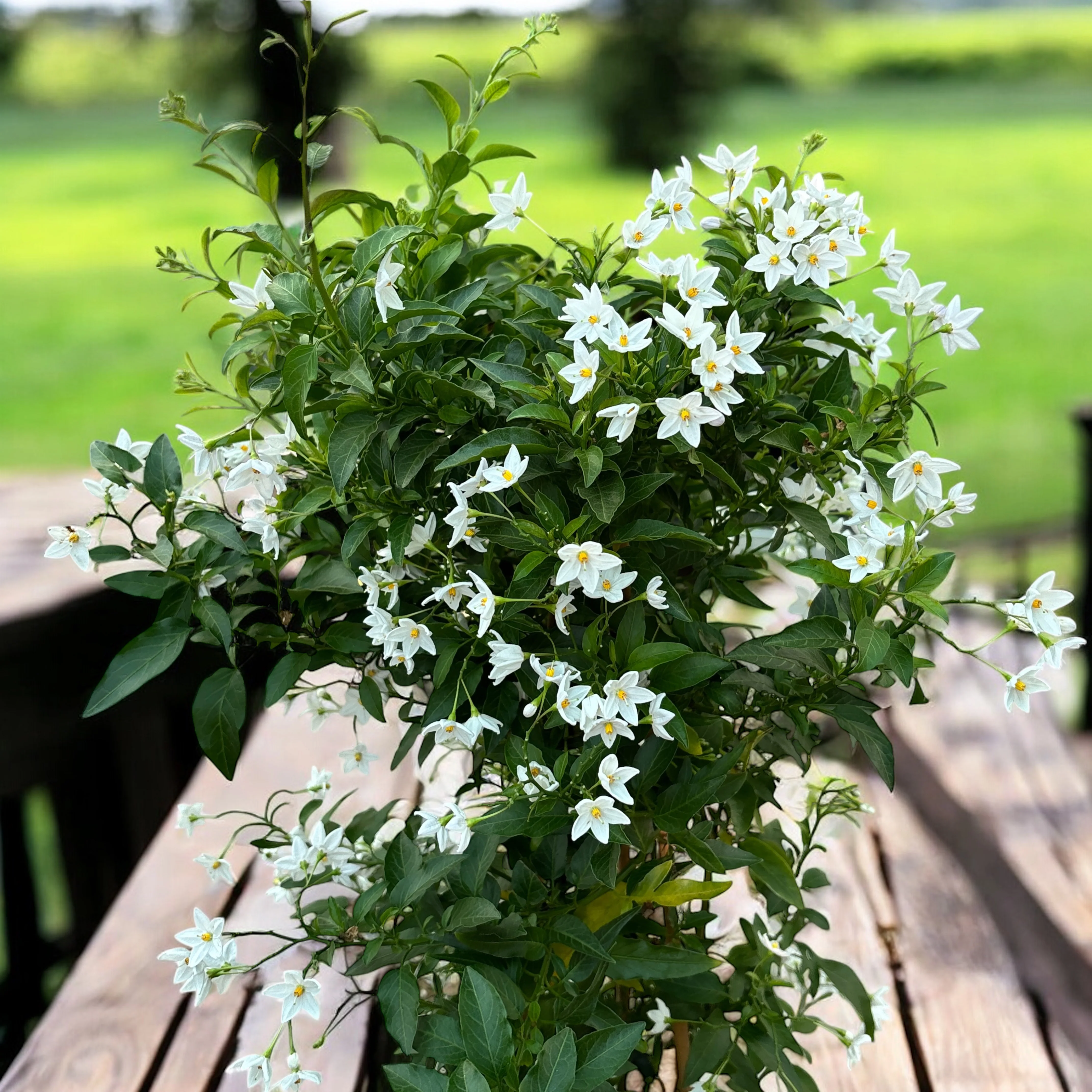 Solanum jasminoides (iasomie cataratoare) – exemplare XL