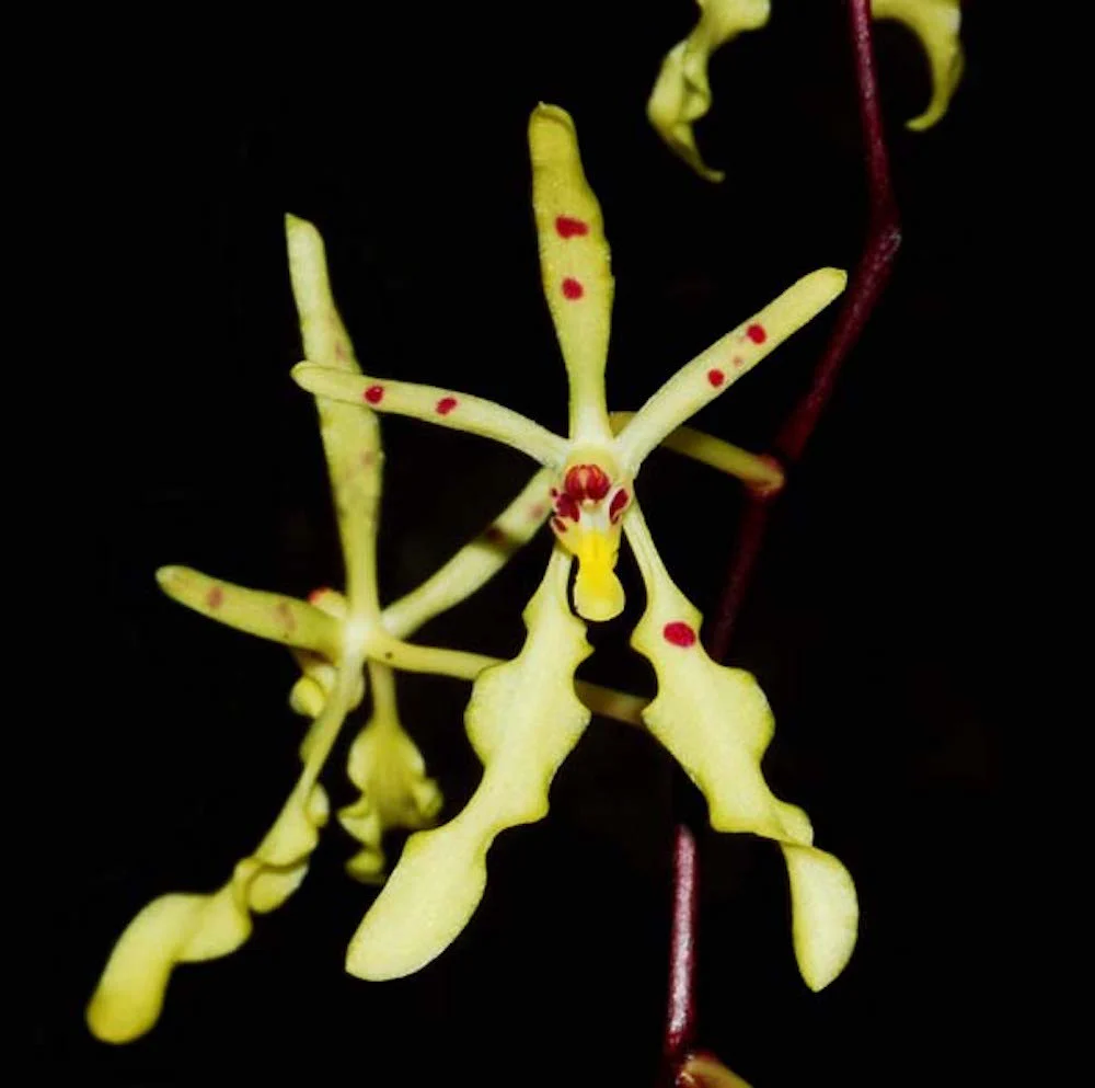 Renanthera Citrina
