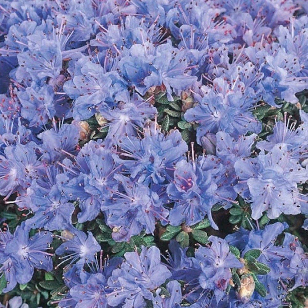 Rhododendron impeditum ‘Arctic Blue’ – azalee de gradina mov