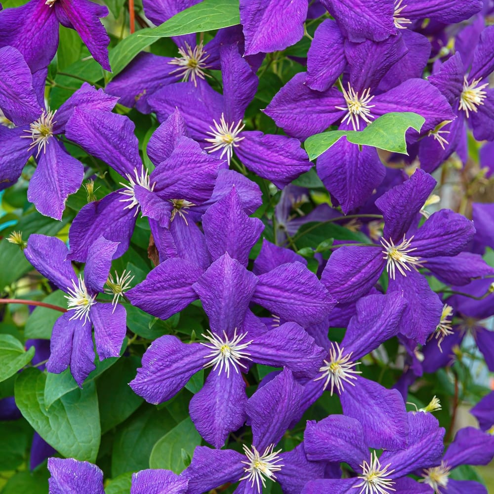 Clematite – Clematis 'Jackmanii’ cu floarea XL