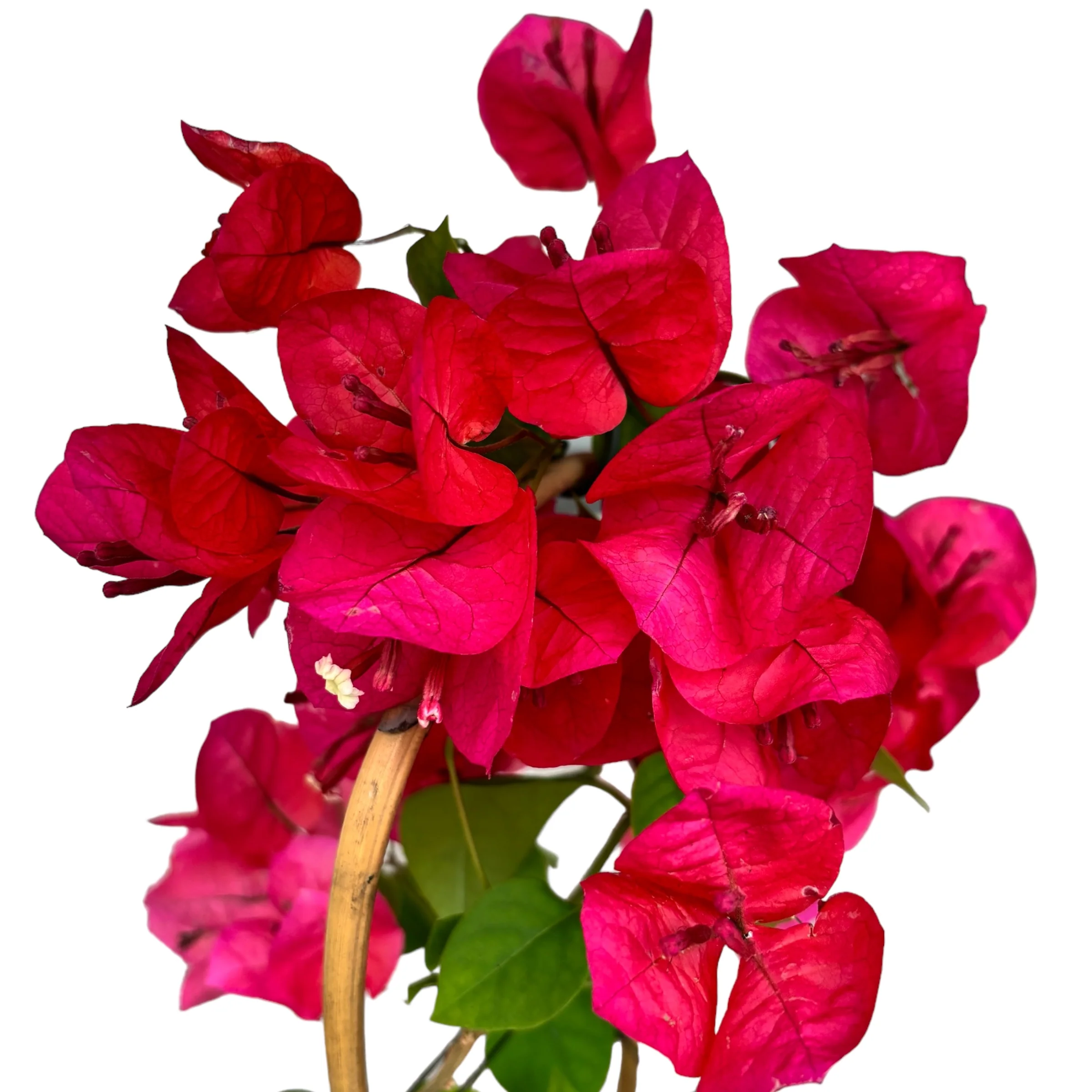 Bougainvillea 'Dania Red’ (rosu-ciclam) – Floarea de hartie D12
