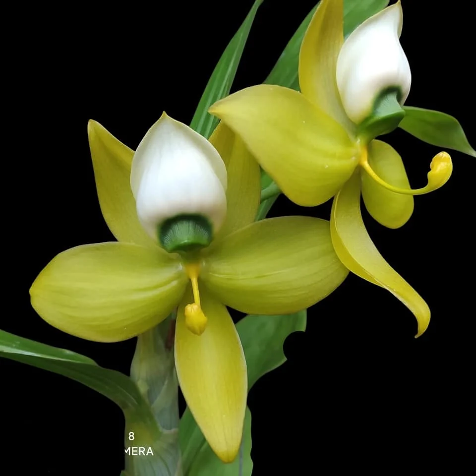 Cycnoches Mass Confusion – flori parfumate de 15 cm!