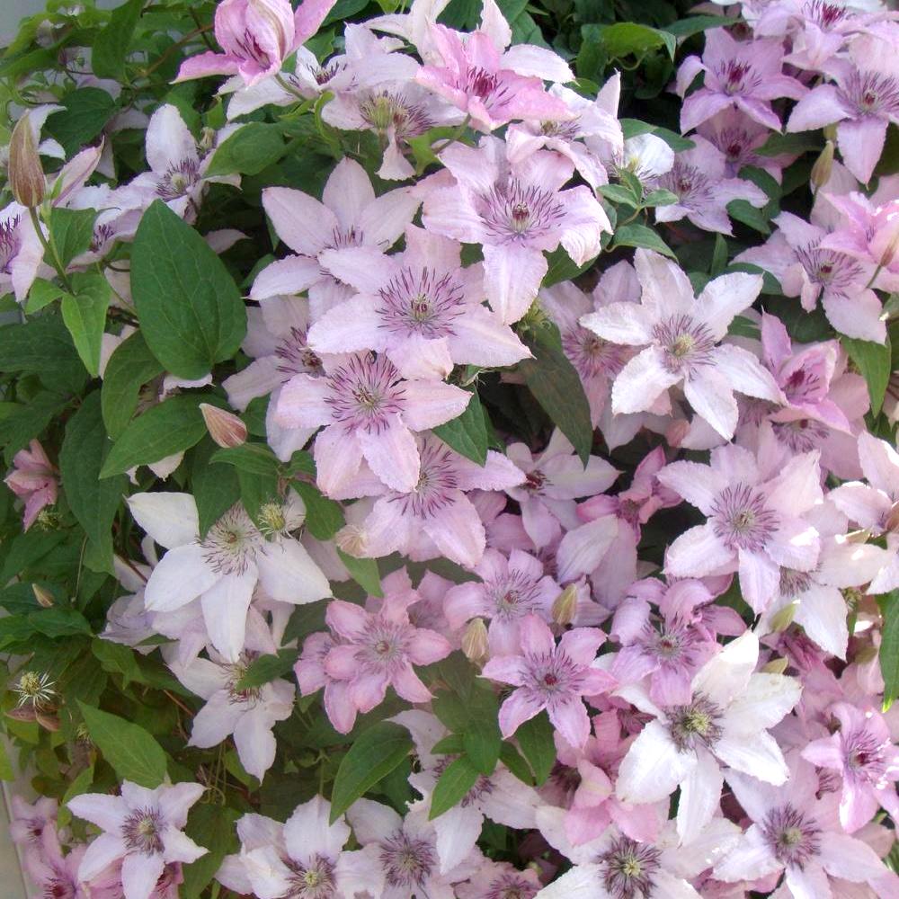 Clematite – Clematis 'Pink Fantasy’