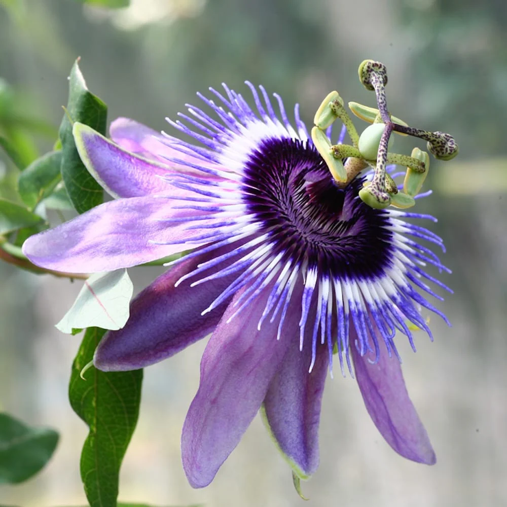 Passiflora 'Betty Miles Young’ – floarea pasiunii