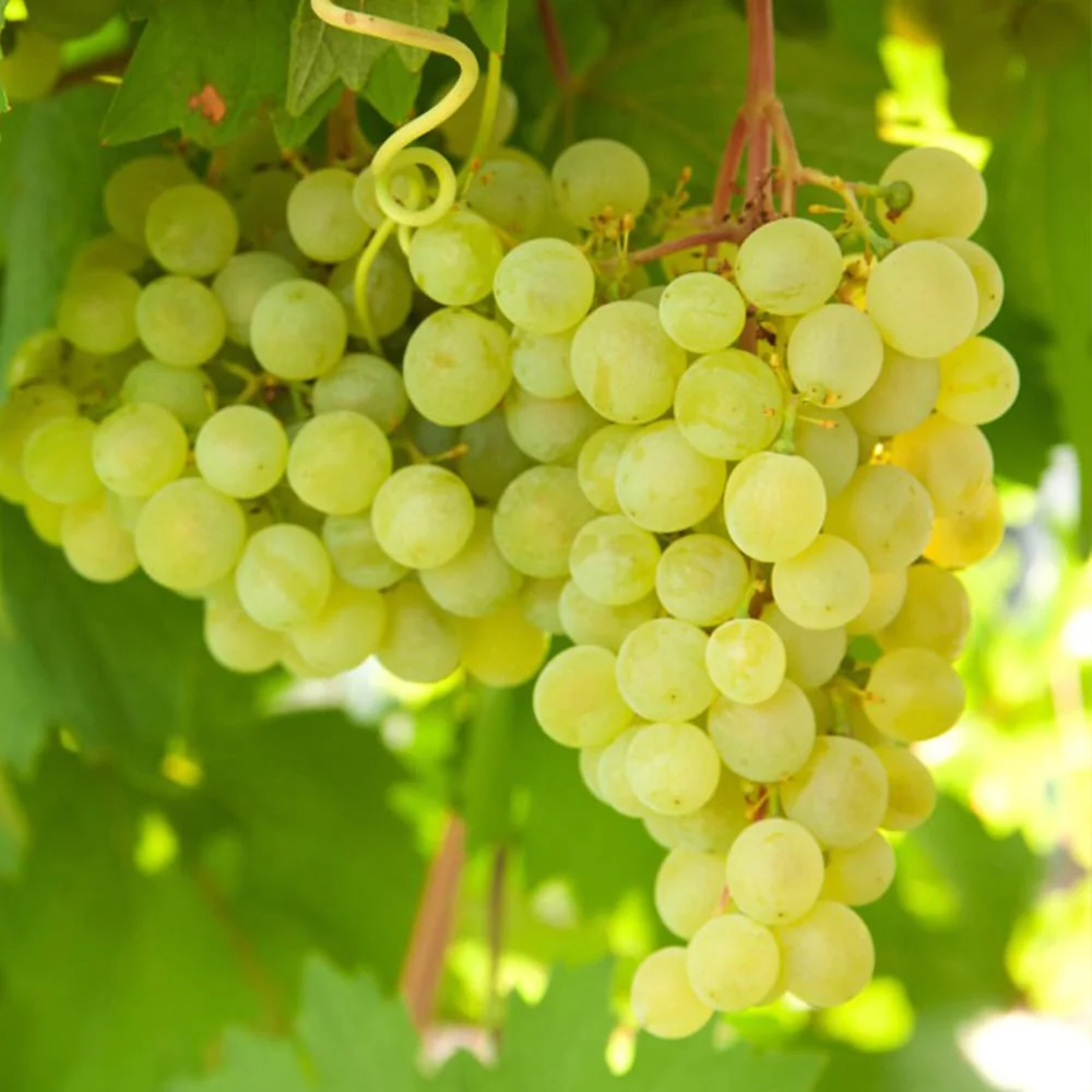 Vita de vie fara samburi – Vitis vinifera 'Lakemont’ (Seedless)