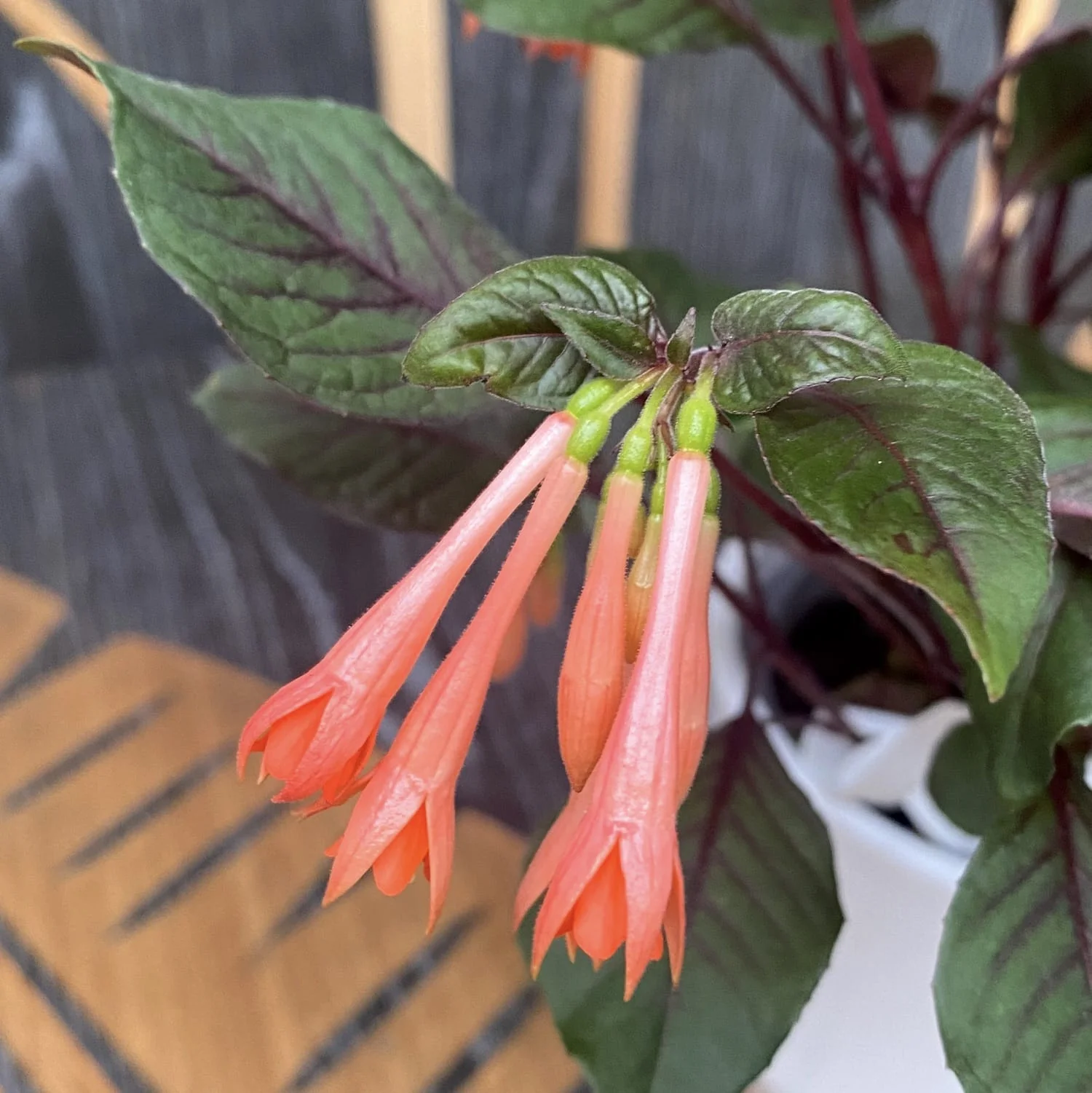 Fuchsia 'Koralle’ (cercelusi) – 2-3plante/ghiveci