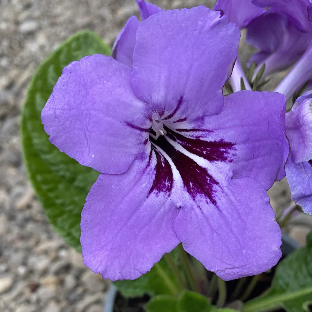 Streptocarpus mov