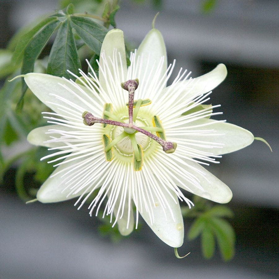 Passiflora caerulea 'Constance Elliott’ (floarea pasiunii)