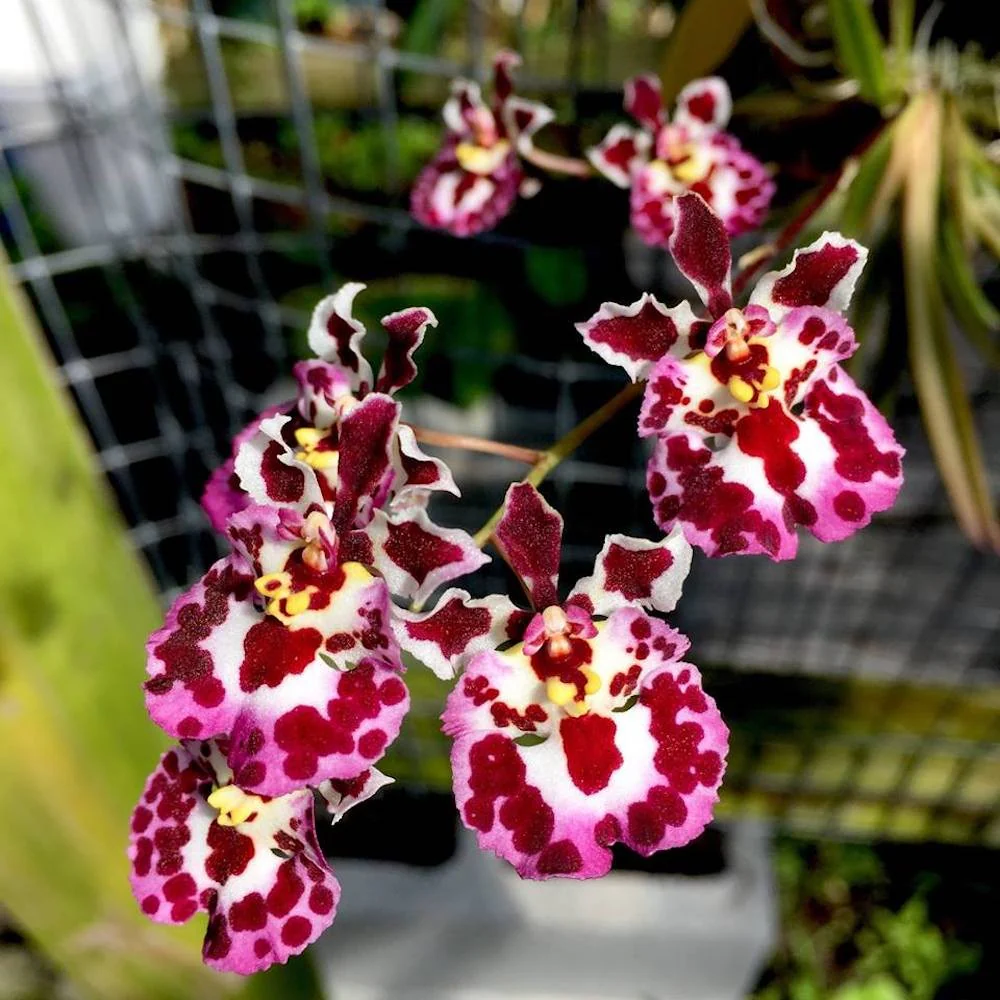 Orhidee Tolumnia Jairak Firm Dalmatian