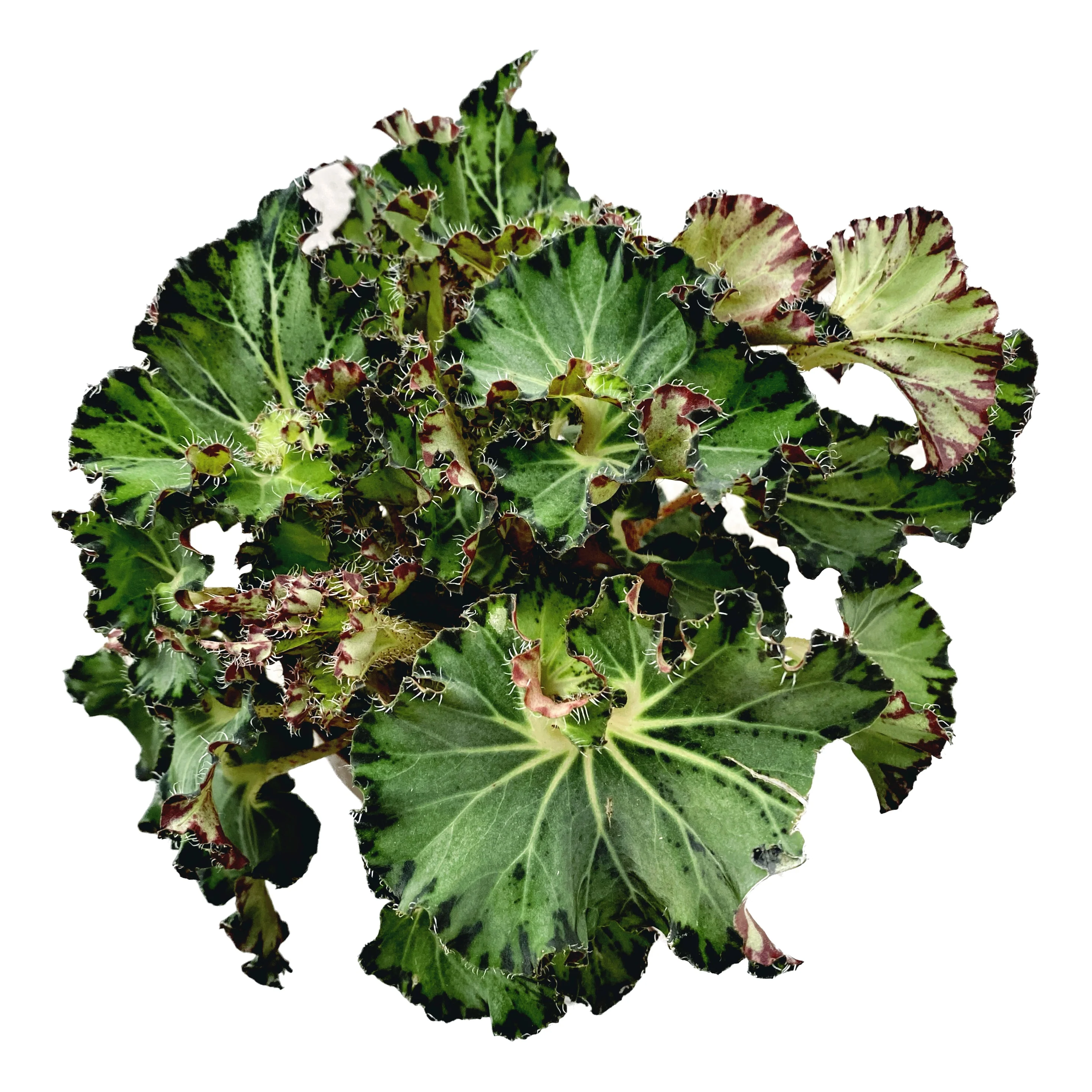 Begonia Fem