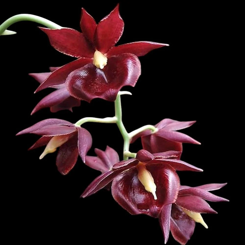 Catamodes Jumbo Riot 'Sunrise’