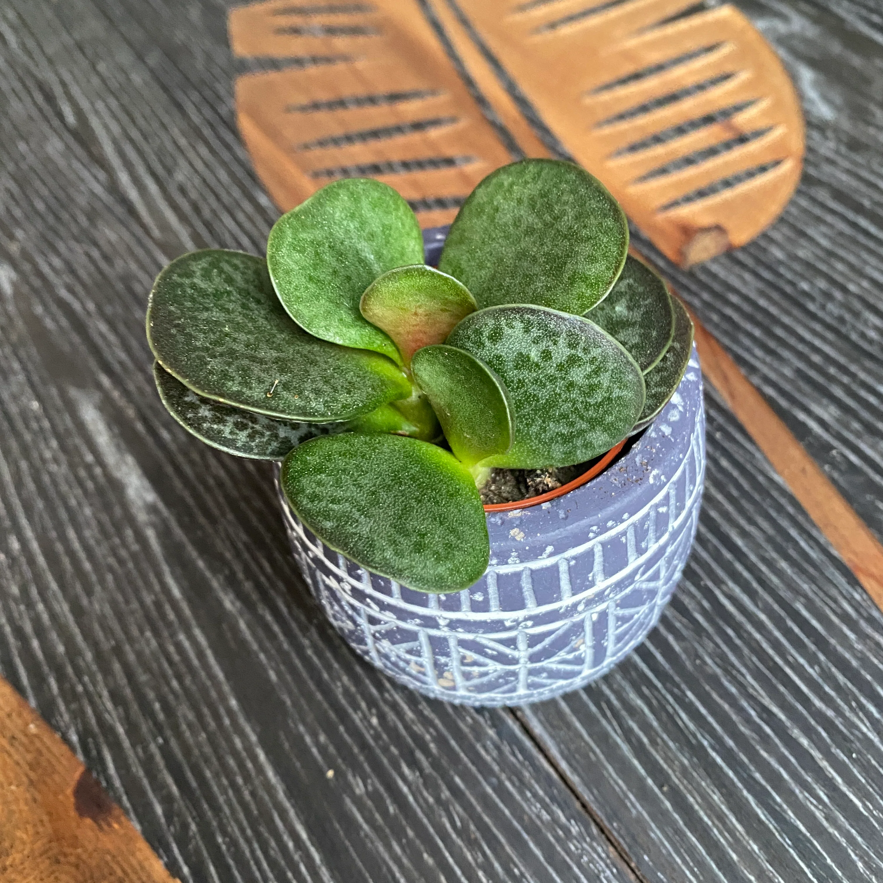 Adromischus trigynus