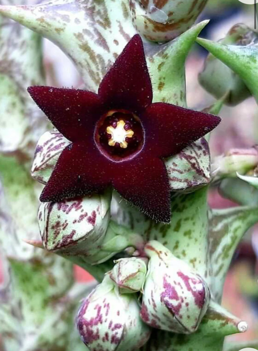 Stapelia orbea decaisneana – steaua serifului