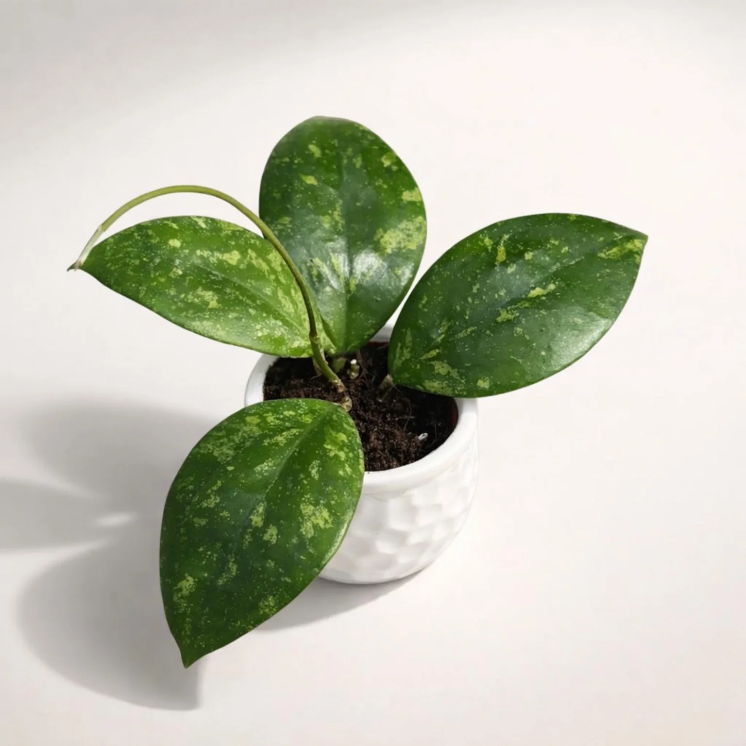 Hoya aff. vitellina (super splash)