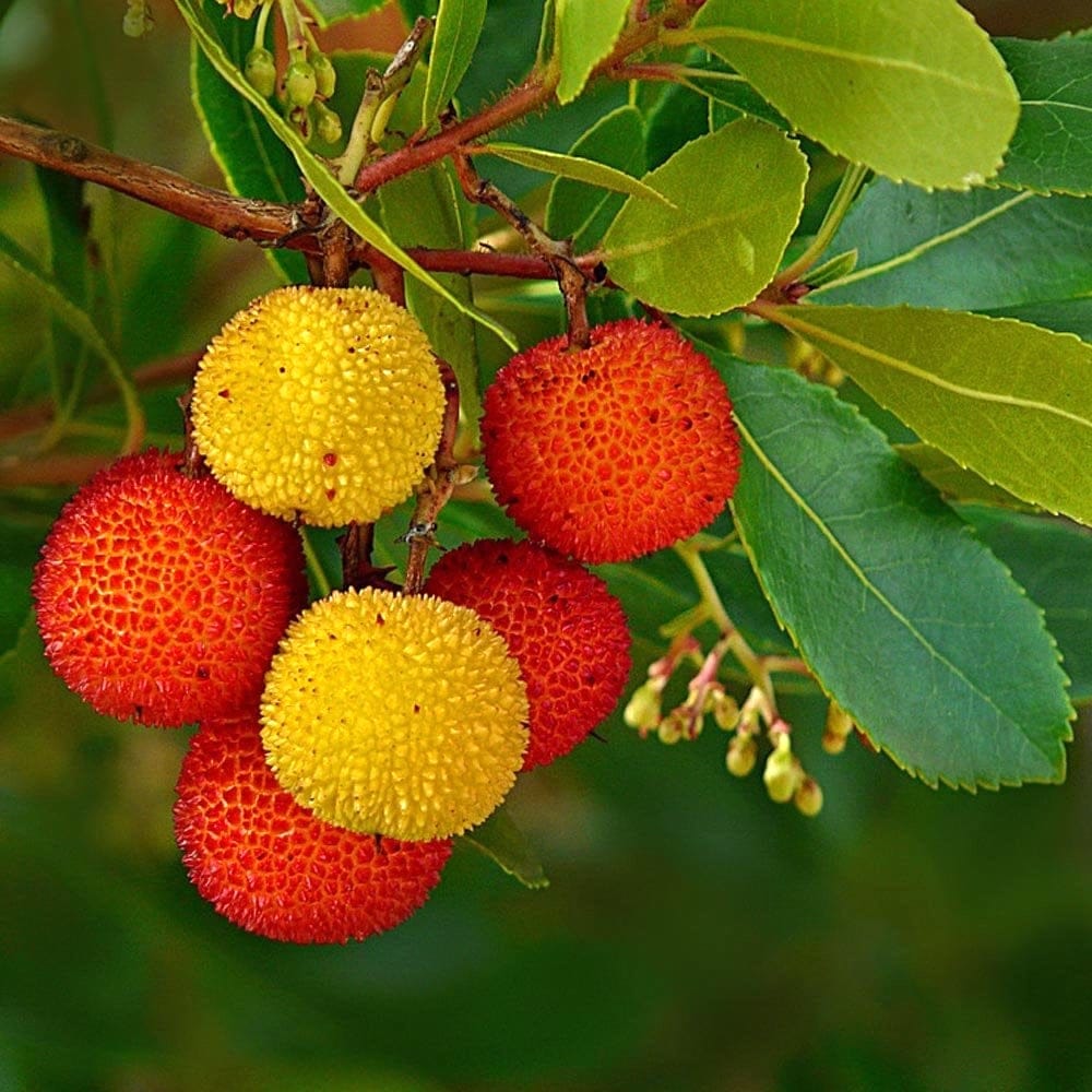 Arborele de capsuni – Arbutus unedo