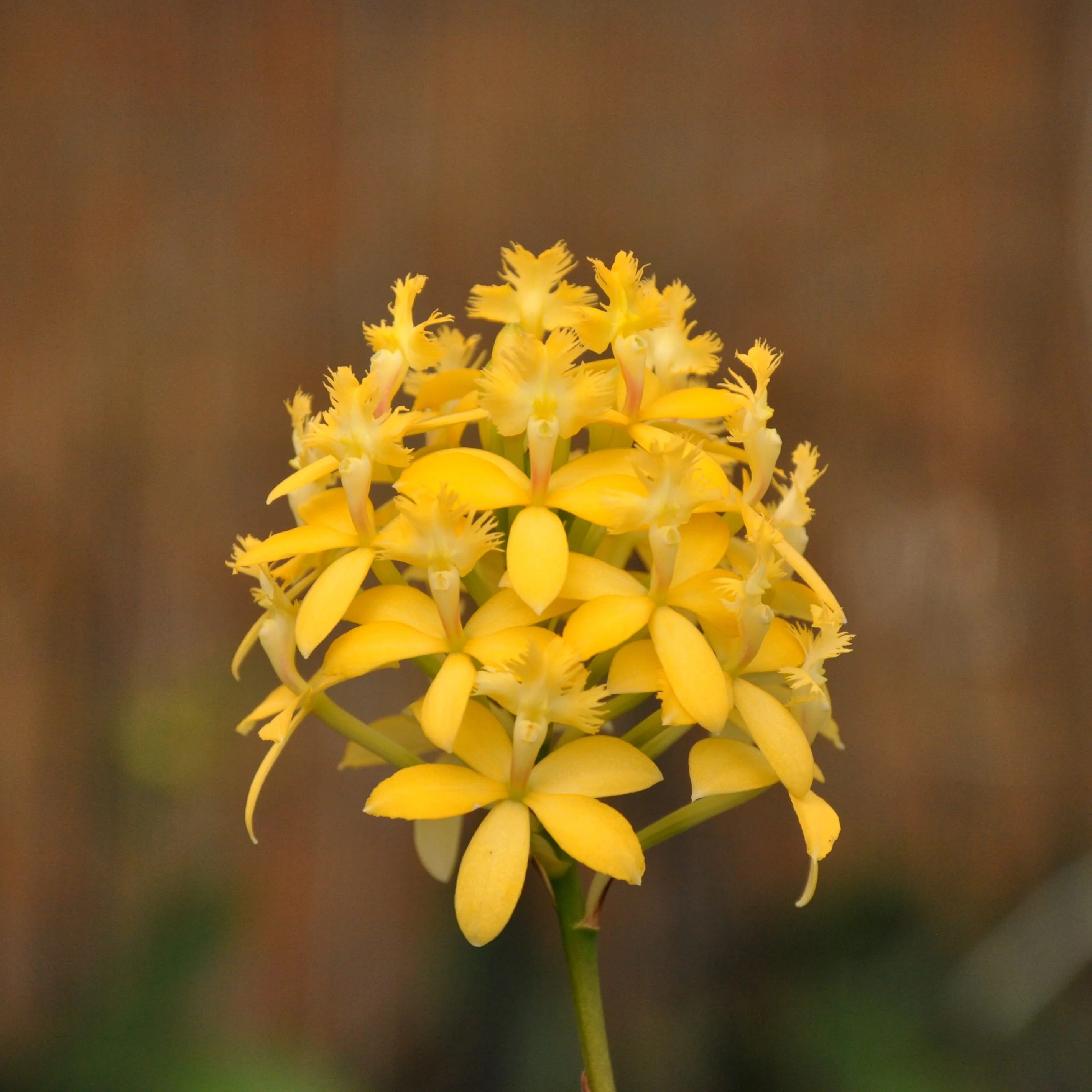 Epidendrum radicans 'Yellow’