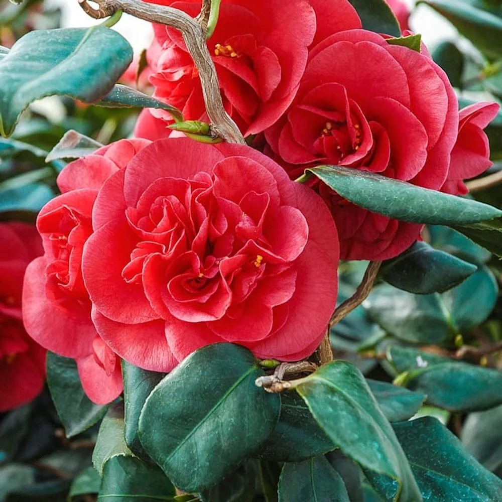 Camellia japonica 'Curly Lady’ – floare dubla, crengi ondulate (rezistenta la inghet)