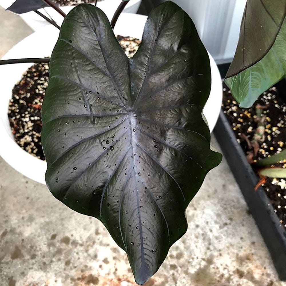 Colocasia esculenta 'Painted Black’ (Gecko Series)