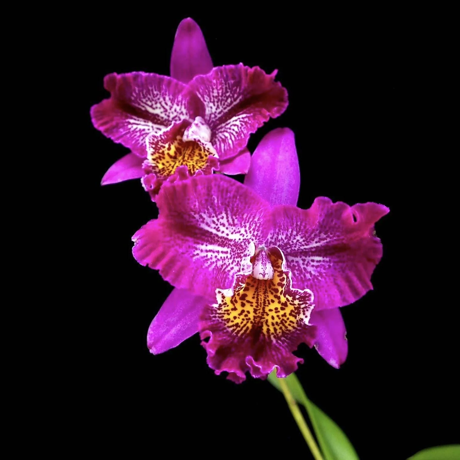 Meloara (Cattleya) Ching Sun Bright Star – parfumata