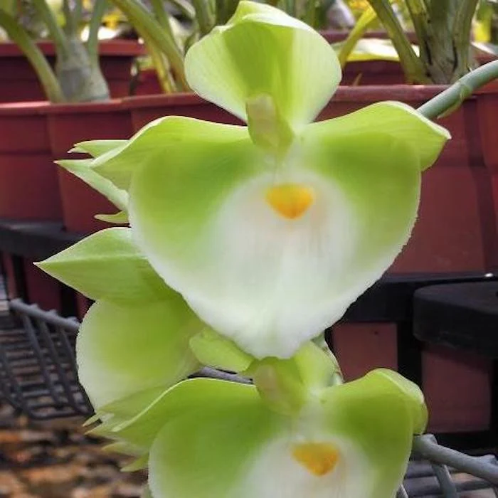 Orhidee Catasetum pileatum 'Jumbo Green Gold’ – flori uriase