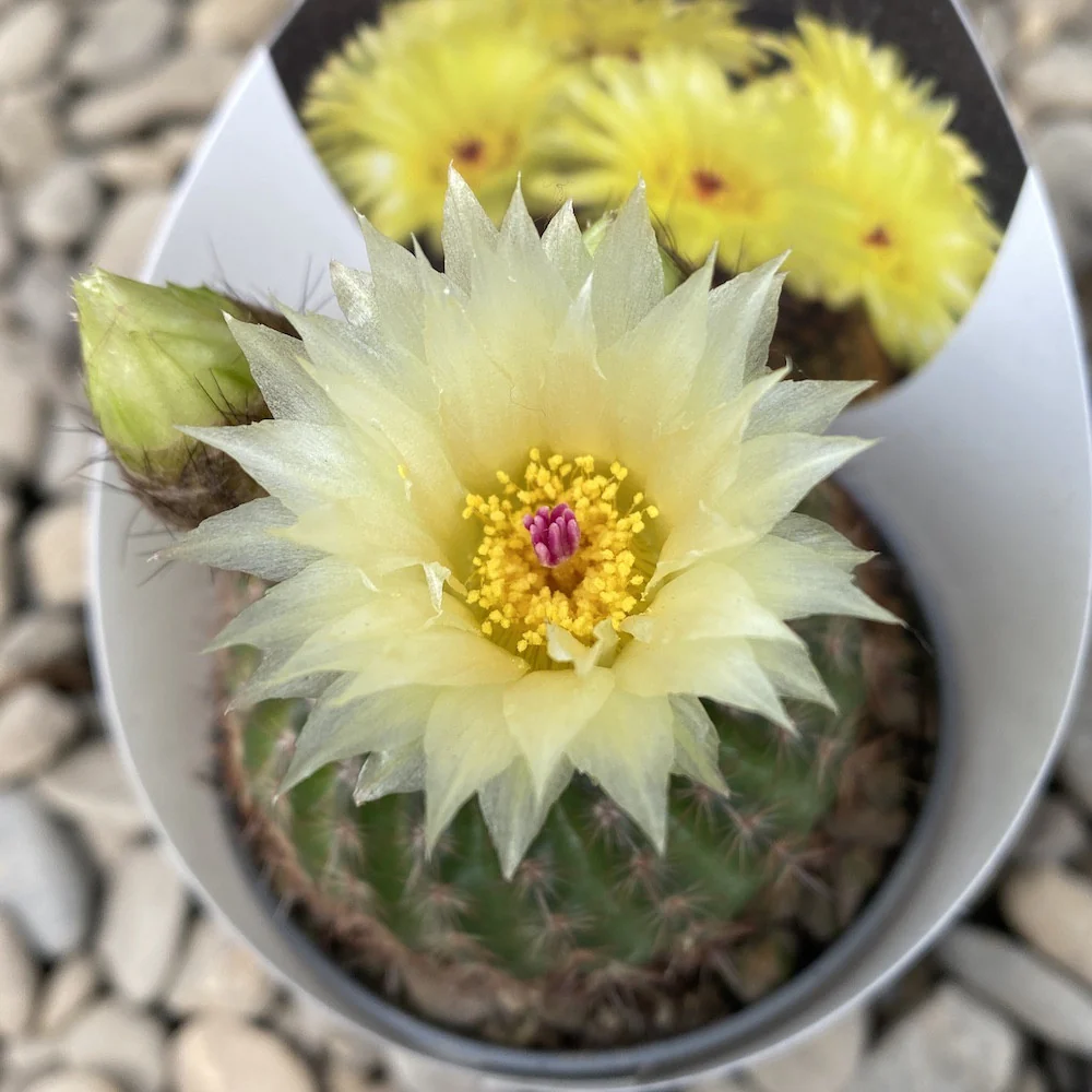 Cactus Notocactus Schlosseri (Parodia erubescens) *flori mari galbene