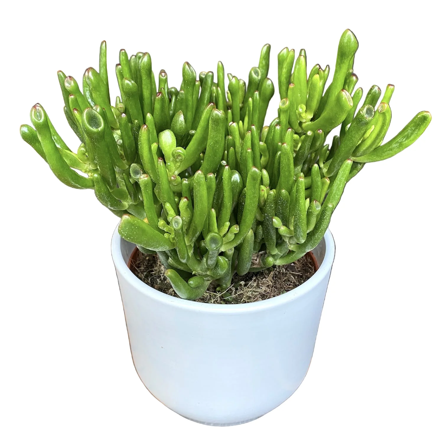 Crassula ovata 'Gollum’ (arborele de jad)